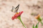 Seton butterfly-ga65f80517_1920
